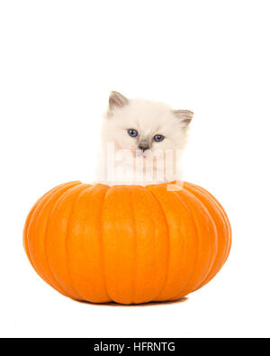 Süße Ragdoll Baby Katze in eine Orange Kürbis isoliert auf weißem Hintergrund Stockfoto