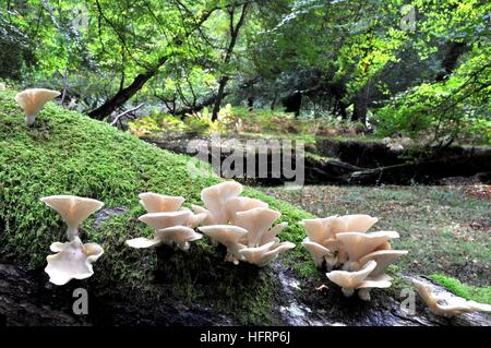 Austernpilze auf verrottetem Moos bedecktem Baumstamm im New Forest National Park, Hampshire, England, Stockfoto