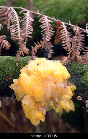 Gelbe Gehirn Pilz (Tremella Mesenterica) Stockfoto