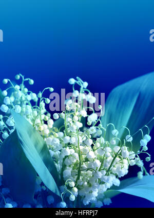 Weiße Lilien des Tales auf einem blauen Hintergrund Fotos Stockfoto