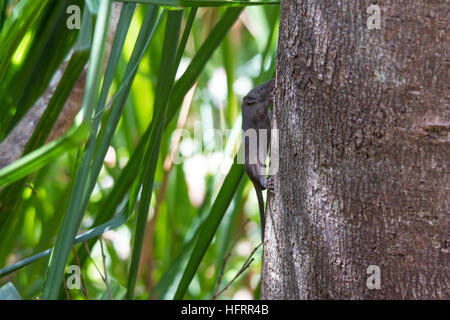 Dusky antechinus (Antechinus swainsonii) auf einen Baum Stockfoto