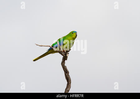 Orange-bellied Parrot (neophema chrysogaster) auf einem Ast sitzend Stockfoto