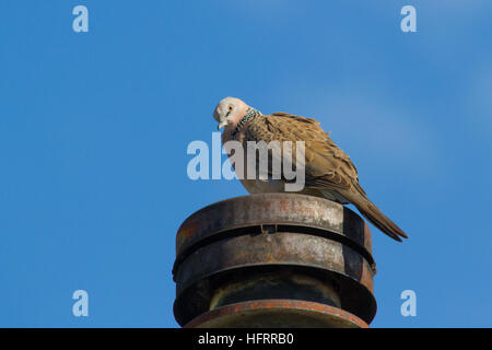 Gefleckte Taube (spilopelia chinensis) auf einem Schornstein thront Stockfoto