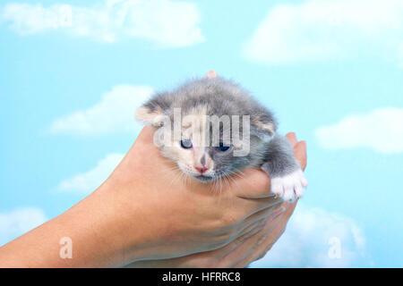 Kätzchen Sie grau und Calico Katze hielt in jungen Händen vor blauem Hintergrund mit Wolken, auf der Suche nach vorne und nach unten. Stockfoto