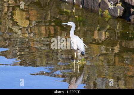 Weißfischreiher (Egretta novaehollandiae), der im Wasser auf Fische wartet Stockfoto