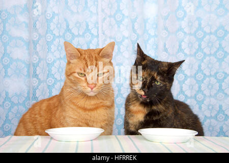 Junge orange Tabby Katze sitzt neben Schwarz und orange Torbie Schildpatt Tabby Katze am Küchentisch mit weißen Platten vor Essen warten erwarten Stockfoto