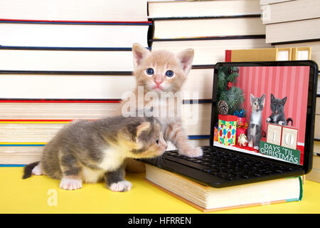 orange Tabby Kitten männlich Blick auf Mini-Laptop-Computer. Weibliche Calico sitzt neben ihm auf Bildschirm. Haufen Bücher neben und unter c Stockfoto