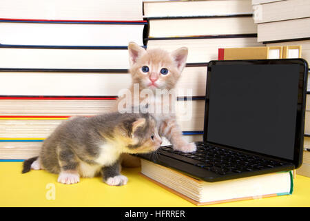 orange Tabby Kitten männlich Blick auf Mini-Laptop-Computer. Weibliche Calico sitzt neben ihm auf Bildschirm. Haufen Bücher neben und unter c Stockfoto