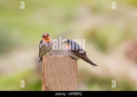 Ein Paar Willkommensschwalbe (Hirundo neoxena) auf einem Holzpfosten Stockfoto