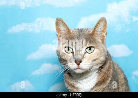 Porträt von verdünnten Tortie Tabby Katze auf blauem Hintergrund mit weißen Wolken. Textfreiraum Stockfoto