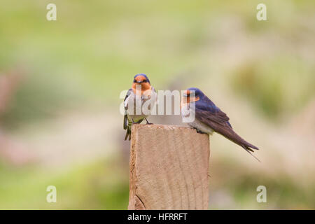 Ein Paar Willkommensschwalbe (Hirundo neoxena) auf einem Holzpfosten Stockfoto