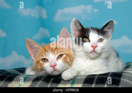 Zwei 8 Wochen alten Kätzchen auf einer karierten Decke mit blauem Hintergrund weiße Wolken. Orangefarbenen und weißen kurzen Haaren Tabby schwarz-weiß kurz behaart tabb Stockfoto
