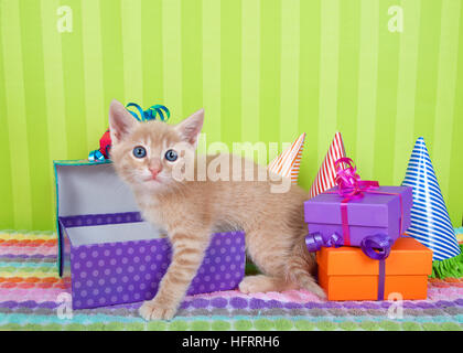 zwei Monate alte orange Ingwer Tabby Kitten spähte aus Geburtstagsgeschenk in einem Haufen von bunten Boxen mit Partyhüte, leuchtend grüne abgespeckte ba Stockfoto