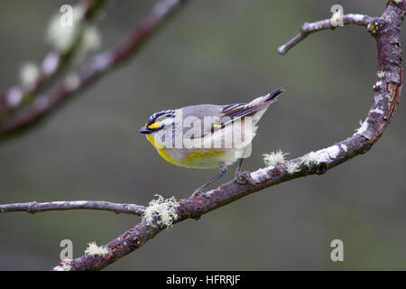 Gestreift (pardalotus pardalote striatus) auf einem Ast sitzend Stockfoto