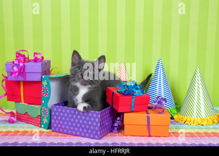 zwei Monate alte graue und weiße Tabby Kätzchen spähte aus Geburtstagsgeschenk in einem Haufen von bunten Boxen mit Partyhüte, hell grün abgespeckte b Stockfoto