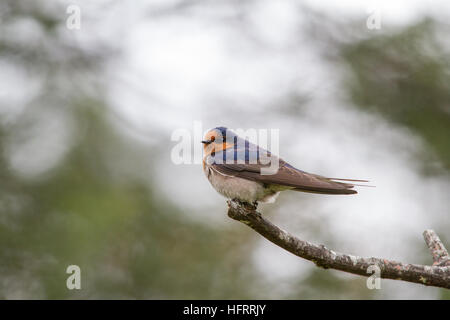 Willkommen schlucken (Argynnis neoxena) auf einem Ast sitzend Stockfoto