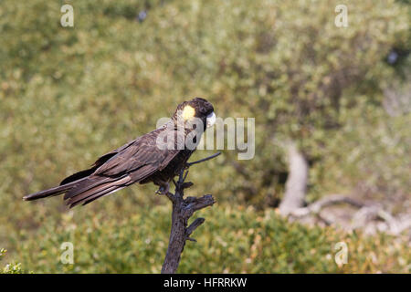 Yellow-tailed black Cockatoo (Calyptorhynchus Funereus) thront auf einem Ast Stockfoto