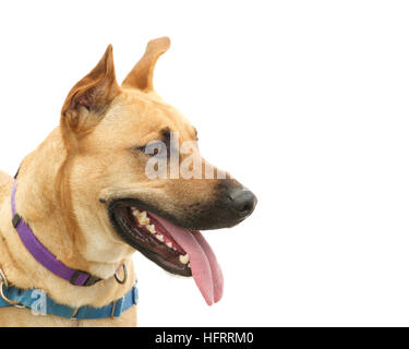 Profilbildnis einer jungen Schäferhund Hund isoliert auf weißem Hintergrund Stockfoto