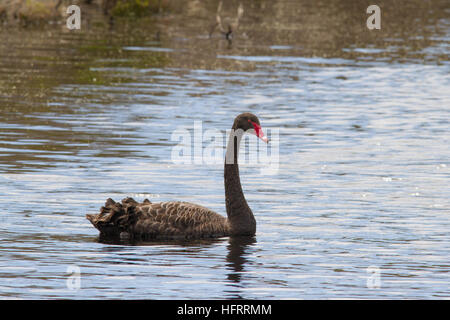 Schwarzer Schwan (Cygnus atratus) Schwimmen Stockfoto