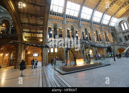 Die Replika-Modell der Dippy beginnt Diplodocus in Hintze Halle am Natural History Museum, London, ausgestellt vor seiner bundesweiten Tournee als Arbeit, take down die beliebte Ausstellung. Stockfoto