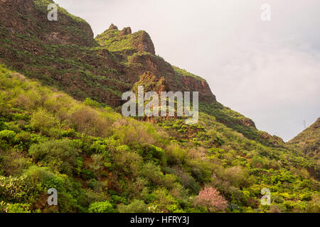 Gran Canaria, die Baranque de Guayadeque im Januar mit Mandelbäume in voller Blüte Stockfoto