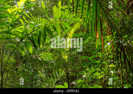 Regenwald in Südamerika Stockfoto
