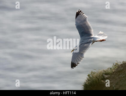 Silbermöwe Larus Argentatus stiehlt ein Ei aus dem Nest Tordalken. R.S.P.B Bempton Klippen East Yorkshire, Vereinigtes Königreich. Stockfoto