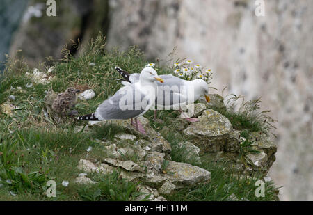 Silbermöwen-Larus Argentatus mit Küken im Nest. UK Stockfoto