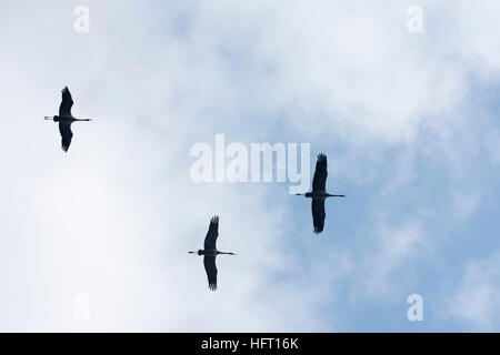 Kraniche auf in den Himmel Stockfoto