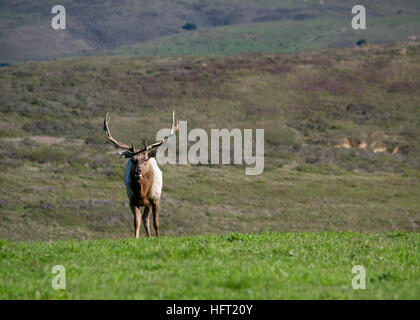 Männliche Tule Elk Cervus Canadensis Nannodes, in einem Abstand, schaut in die Kamera, am Point Reyes National Seashore, Kalifornien, USA Stockfoto