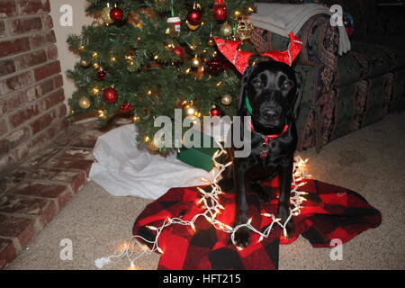 Weihnachtsmann braucht ein Labor auf seinem Schlitten führen / / schwarzer Labrador Retriever genießen ihr erstes Weihnachten immer bereit, der Schlitten des Weihnachtsmannes zu führen Stockfoto