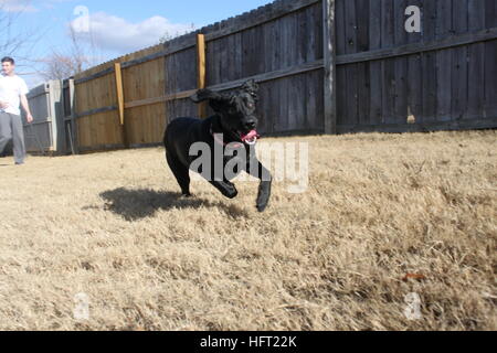 schwarzer Labrador Hund im Hof laufen / Spielzeit außerhalb mit Besitzer genießen Stockfoto