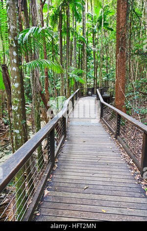 Holz-Promenade durch feuchten Regenwald nahe dem Hauptbahnhof auf Fraser Island National Park. Hellen Tageszeit in vertikale Zusammensetzung. Stockfoto