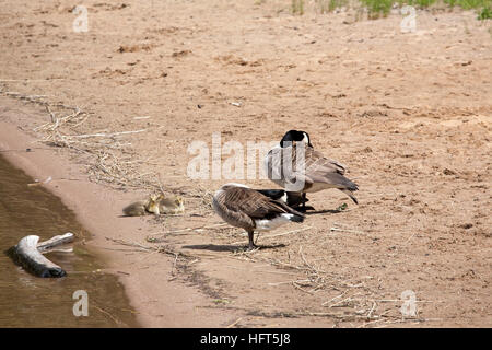 Kanadagänse mit Gänsel, Finnland Stockfoto