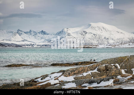 Zwei Möwen auf der norwegischen kalten Meer mit Bergen im Hintergrund Stockfoto