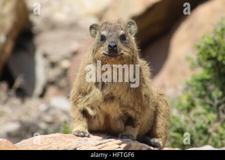Hyrax in Mossel Bay, Südafrika. In Südafrika speziell als Dassie bekannt. Auch ein Felsenkaninchen genannt. Stockfoto