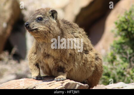 Hyrax in Mossel Bay, Südafrika. In Südafrika speziell als Dassie bekannt. Auch ein Felsenkaninchen genannt. Stockfoto