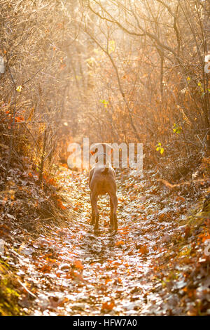 Beautifu Viszla Hund auf einem Waldweg im Herbst, braunen Hund in den herbstlichen Wald, Stockfoto