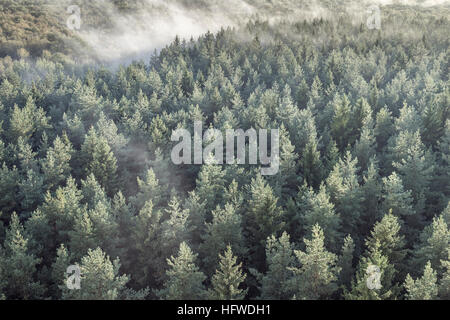 Panoramische Ansicht der nebligen Holz Nadelwald in Retro- und Vintage Stil. Nebelige Landschaft mit grünen Fichten. Stockfoto