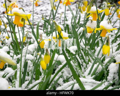 Narzisse im Schnee Stockfoto