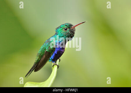 Eine Violet-Bellied Kolibri in Soberania Nationalpark Panamà Stockfoto