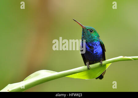 Eine Violet-Bellied Kolibri in Soberania Nationalpark Panamà Stockfoto
