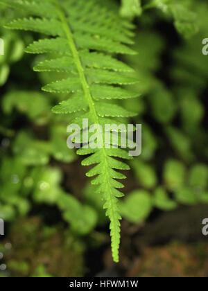 Osmunda Cinnamomea - Farn Stockfoto