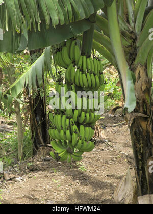 Bananenstaude und Bündel, Musa paradisiaca Stockfoto