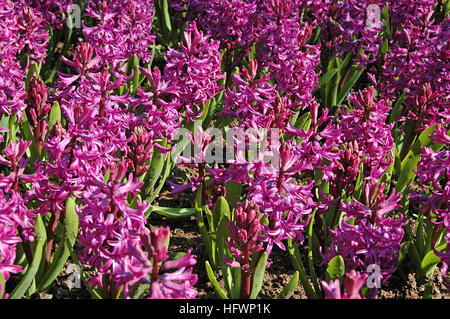 Hyacinthus 'Purple Sensation' Stockfoto