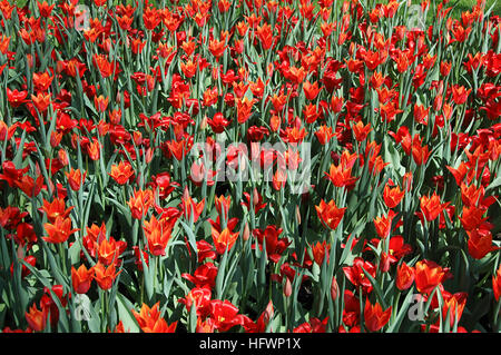 Kombination von Tulipa Kaufmanniana "Ausstellungssieger" und "Synaeda Orange" Tulipa Stockfoto
