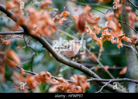 Gemeinsamen Buchfinken (Fringilla Coelebs) hocken auf einem Ast einer Buche mit Herbstfärbung lässt in einem englischen Garten Stockfoto