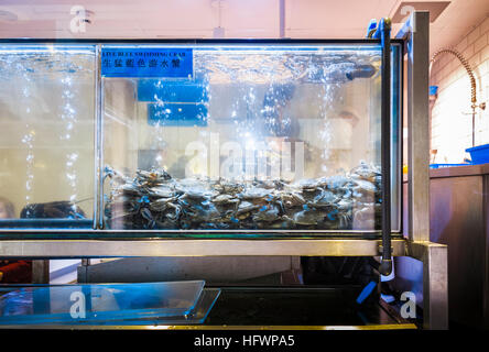 Leben Sie mediterranen blau schwimmen Krebse (möglicherweise Portunus Pelagicus) in einem Aquarium in einem chinesischen Restaurant in Chinatown, Westminster, London West End Stockfoto