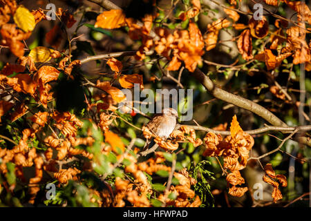 Heckenbraunelle oder Hedge Sparrow (Prunella Modularis) hocken auf einem Ast Buche mit Winter Laub in einem Garten in Süd-Ost-England Stockfoto