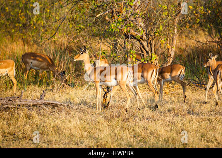 Herde von weiblichen Impala (Aepyceros melampus) stehen in Wäldern, Konzession, Nxabega Okavango Delta, Kalahari, nördlichen Botswana, Südafrika Stockfoto